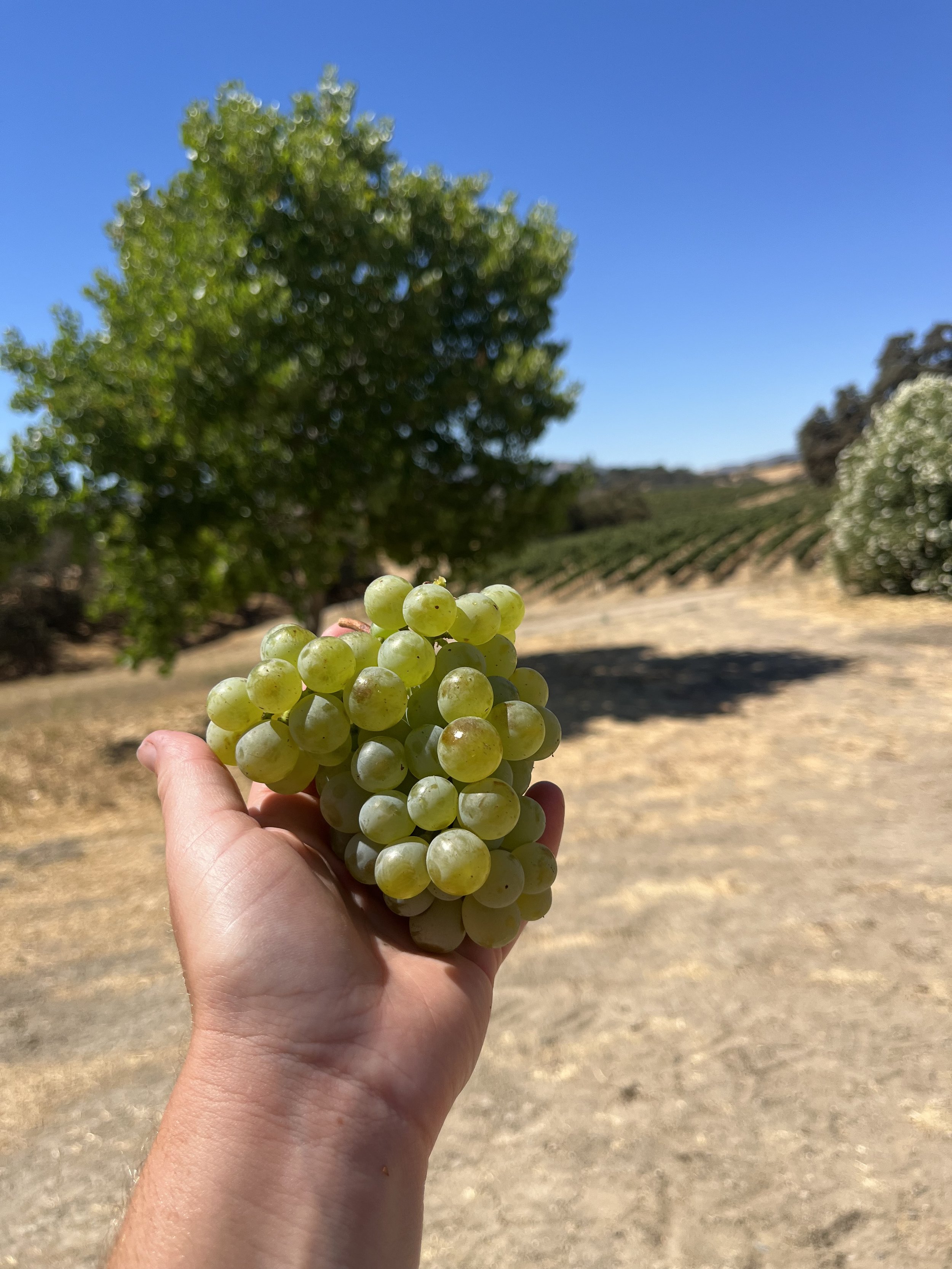 Person holding a bunch of green grapes in a vineyard with trees and clear blue sky in the background.