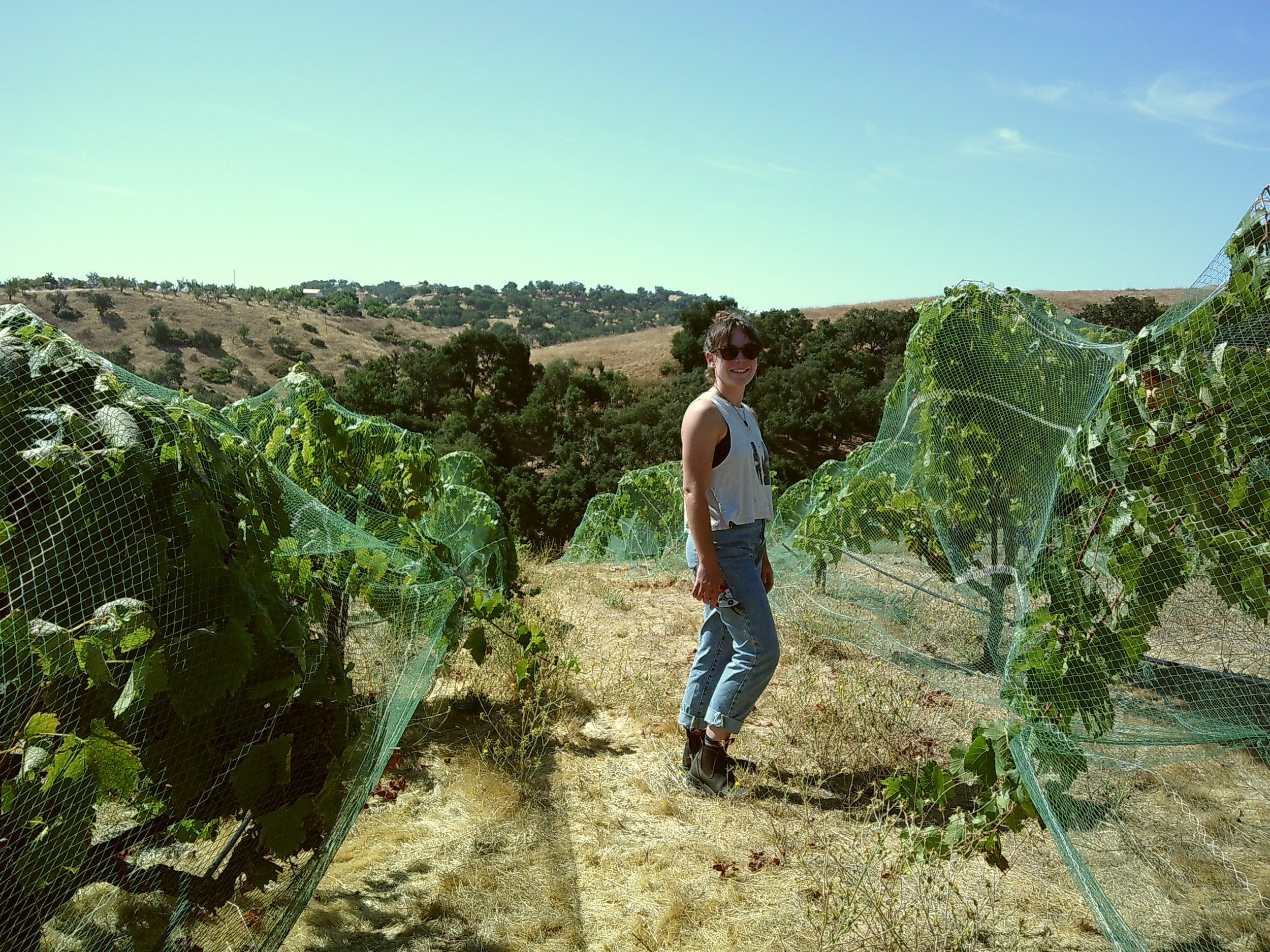 Person in sunglasses standing in a vineyard with grapevines covered by protective netting on a sunny day, surrounded by rolling hills.