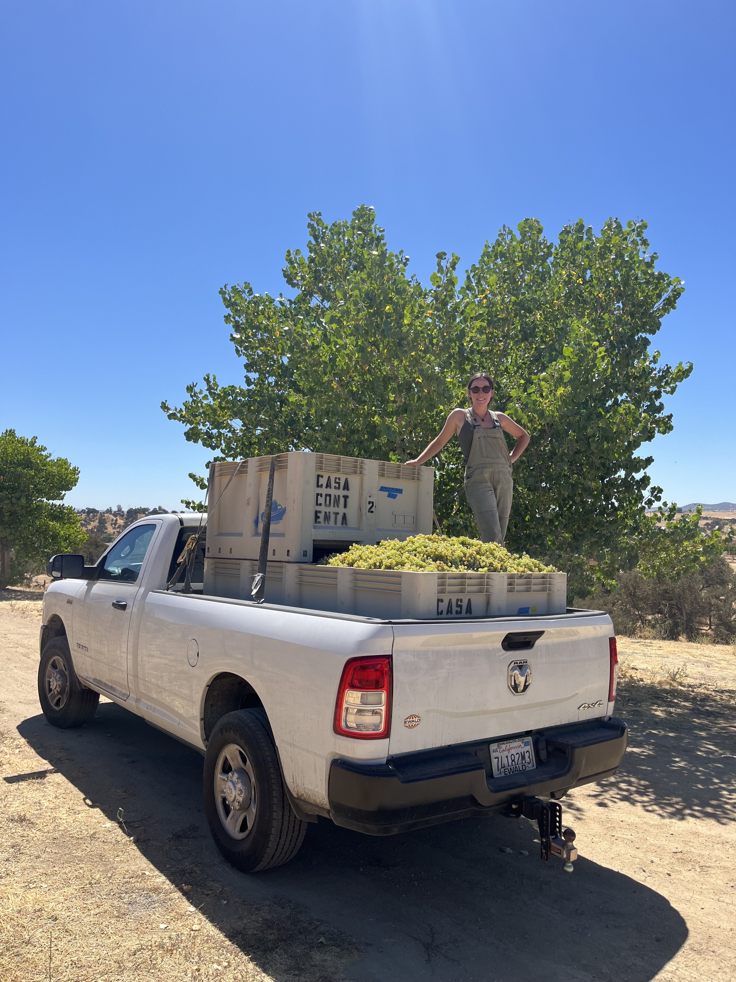 A person standing on the flatbed of a white pickup truck loaded with crates of grapes, parked on a dirt path with a large tree in the background.