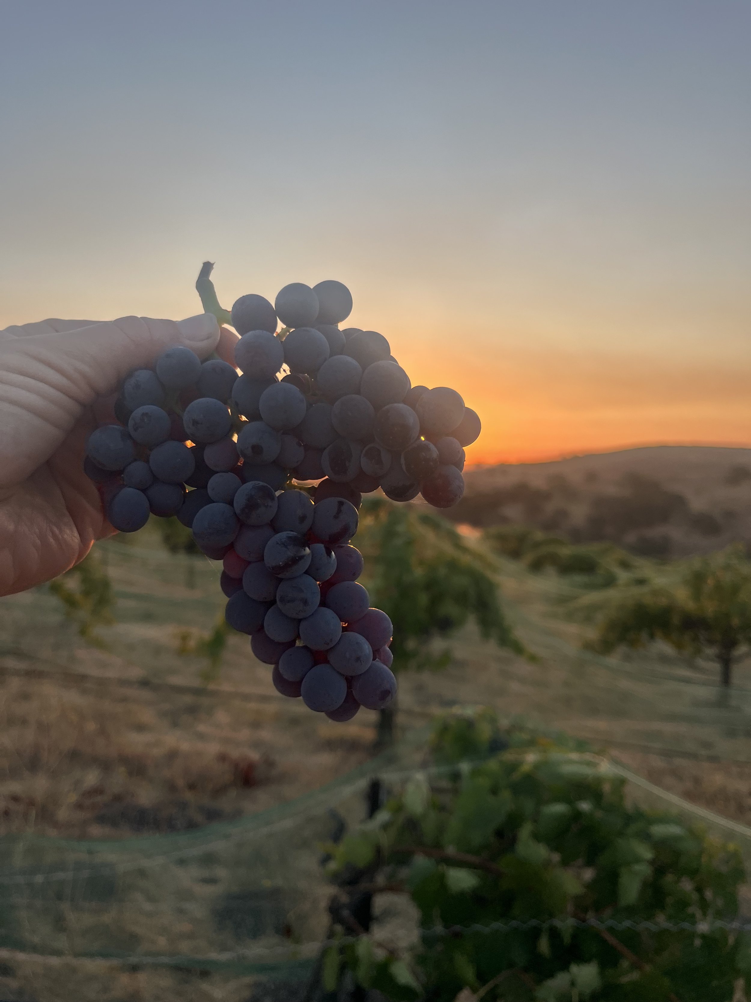 Hand holding a bunch of purple grapes in a vineyard during sunset.