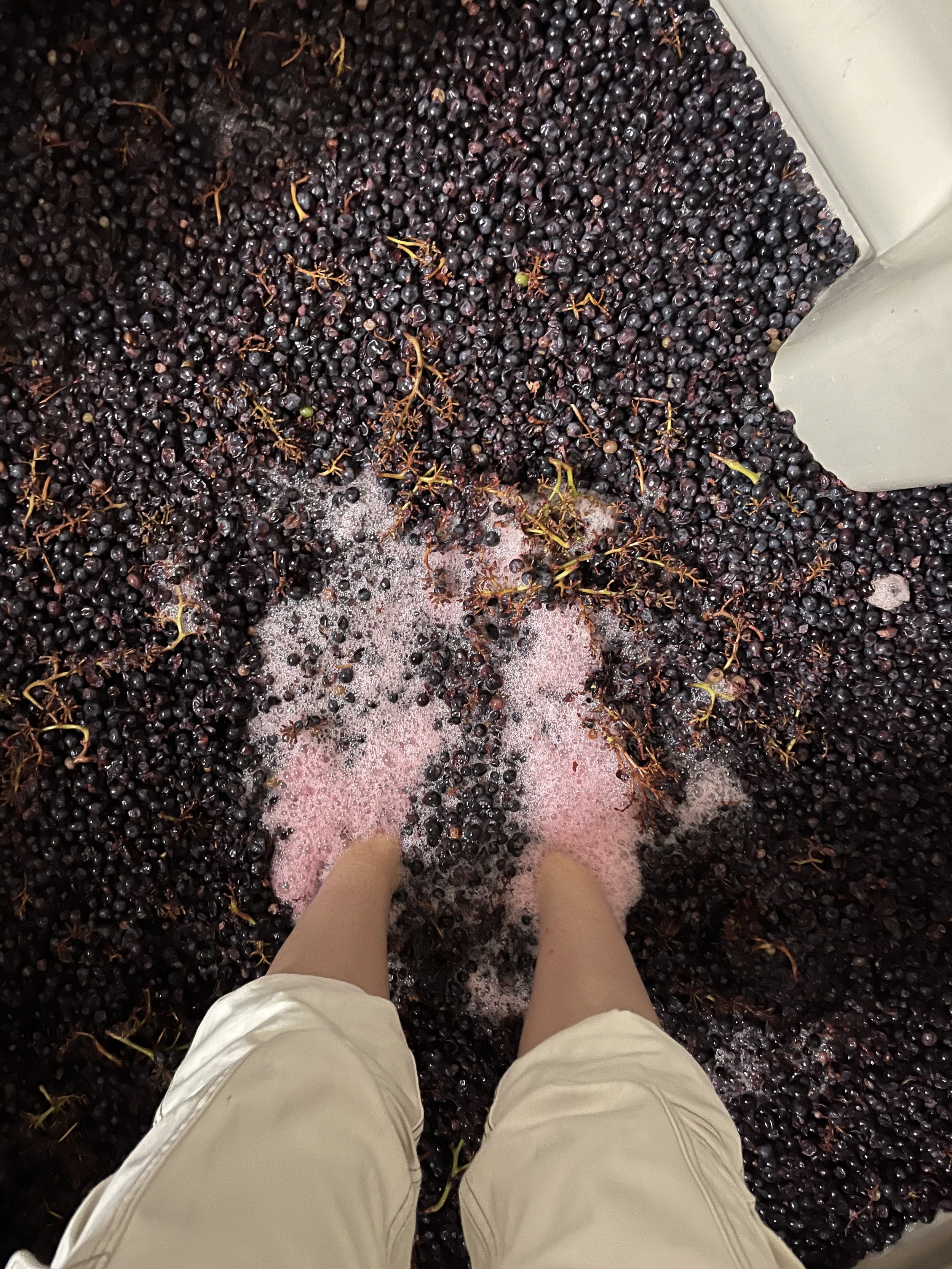 Person trampling grapes with bare feet for winemaking.