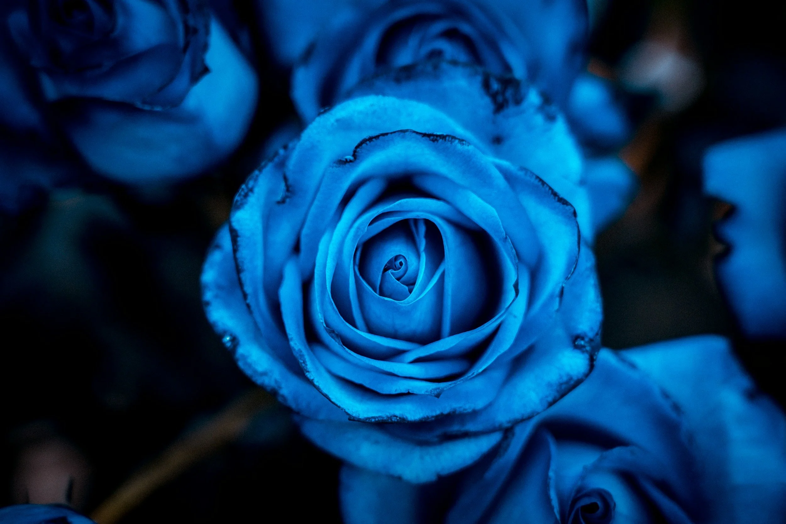 Close-up of a bush of blue roses with detailed petals, in a dark background.