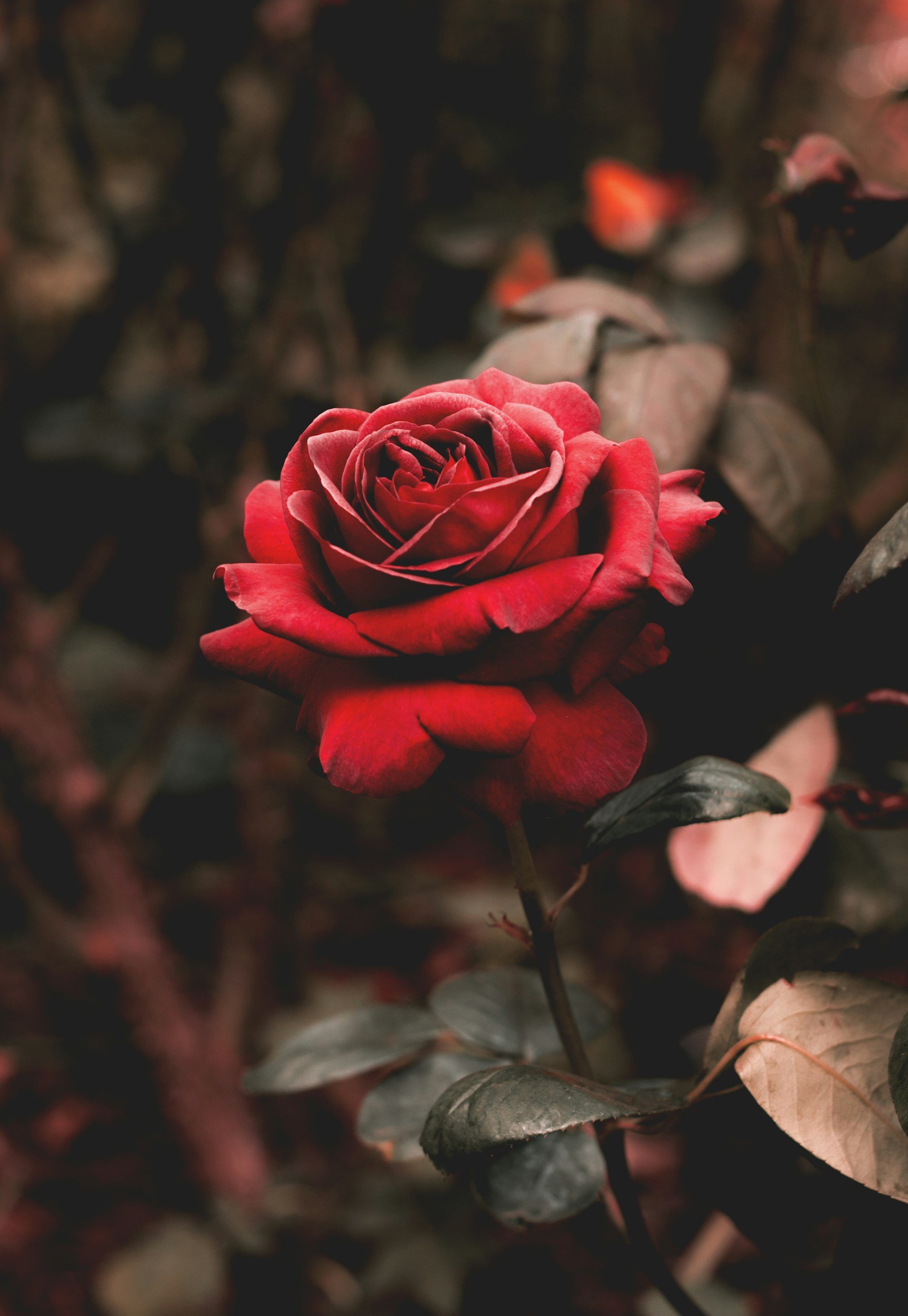 A close-up of a red rose in full bloom among dark green leaves and fallen autumn leaves.