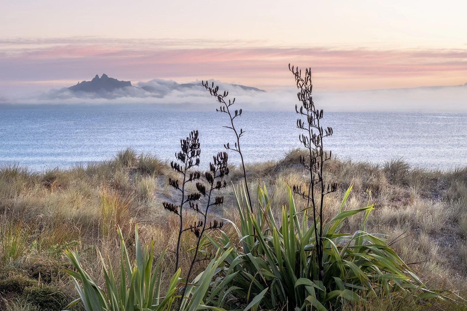 Sunrise Flax and Grasses Digital Download