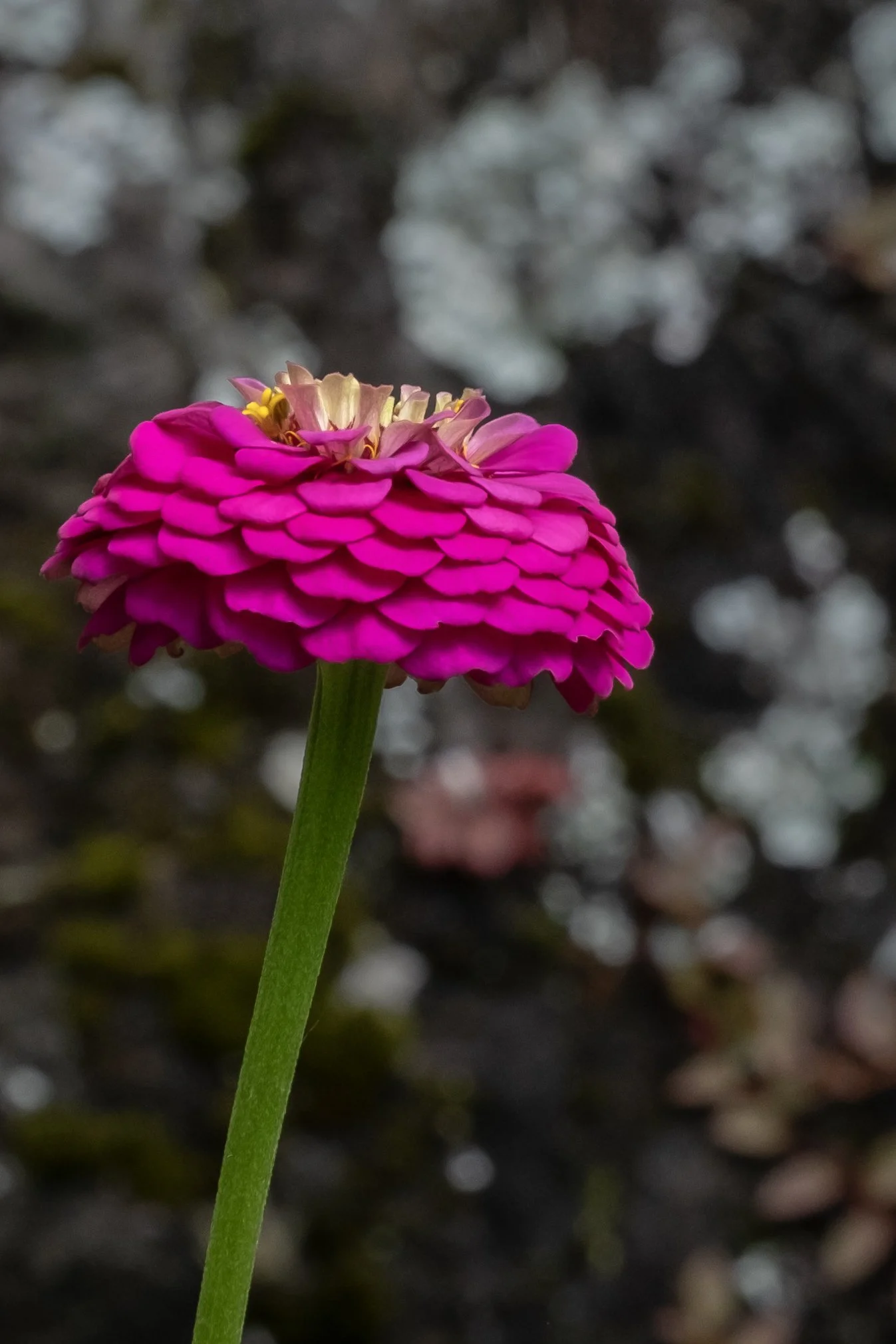 DSCF0905.jpg