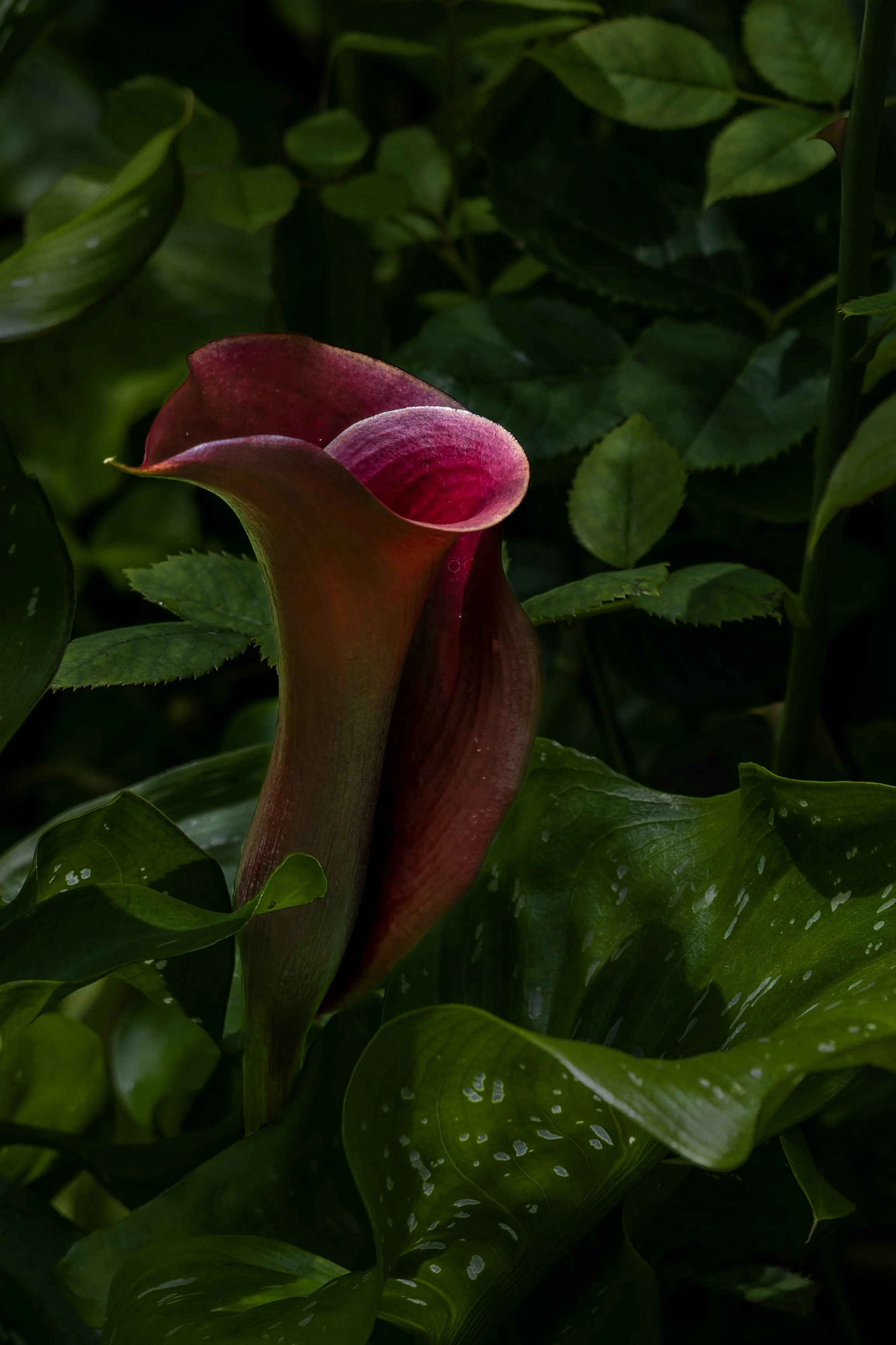DSCF0961.jpg