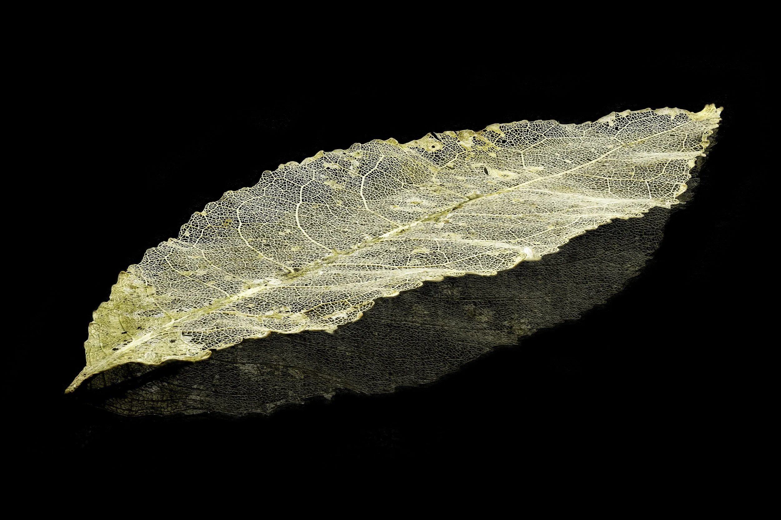 Filigree Leaf.jpg