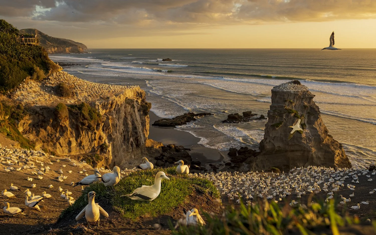 Muriwai Gannet Sunset.jpg