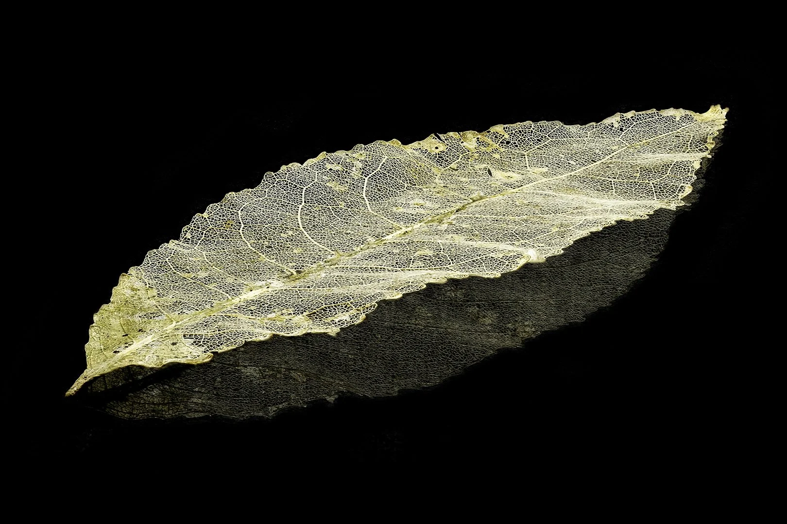 Filigree Leaf Digital Download