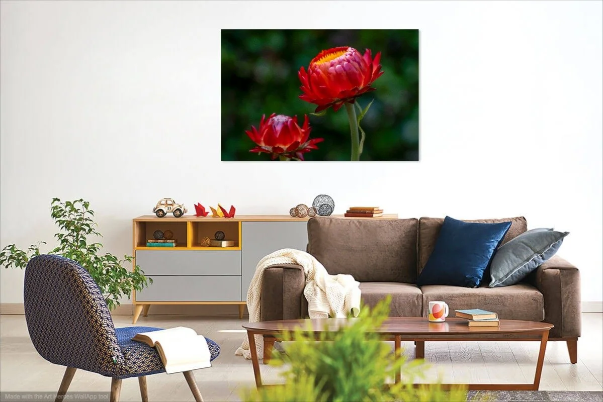 Strawflower on Wall.jpg