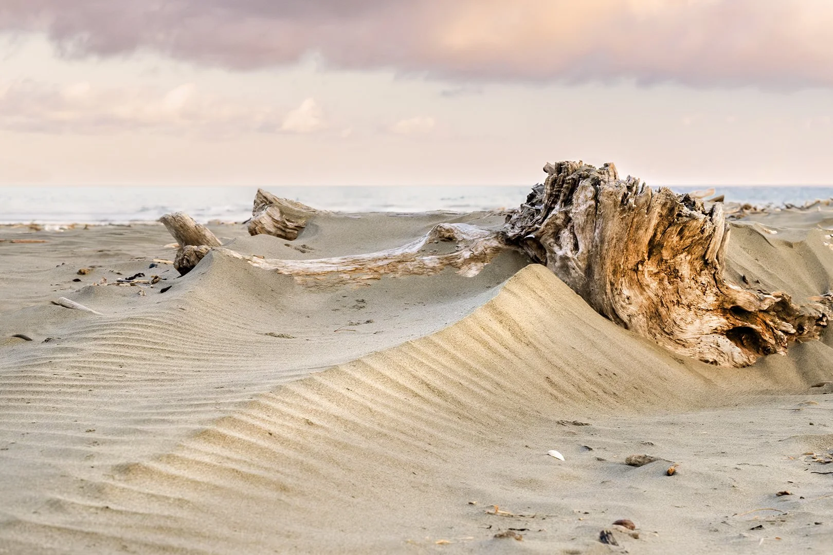 Sunrise Driftwood and Sculpted Sand Digital Download