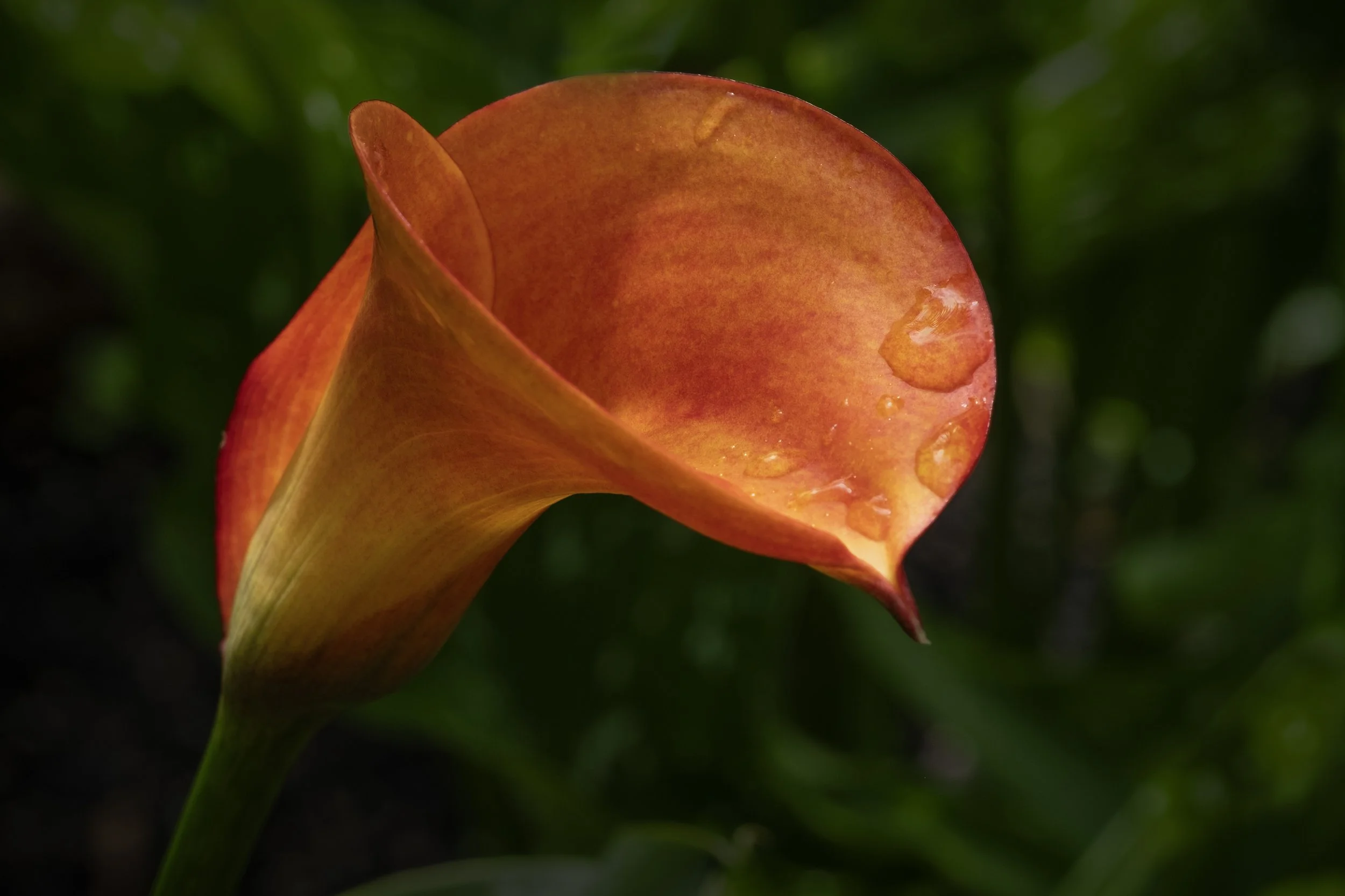 DSCF0898 Calla.jpg