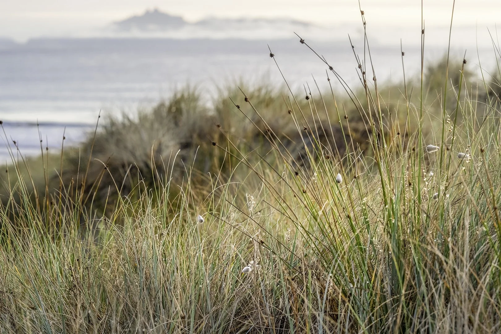Sunrise Beach Grasses Digital Download