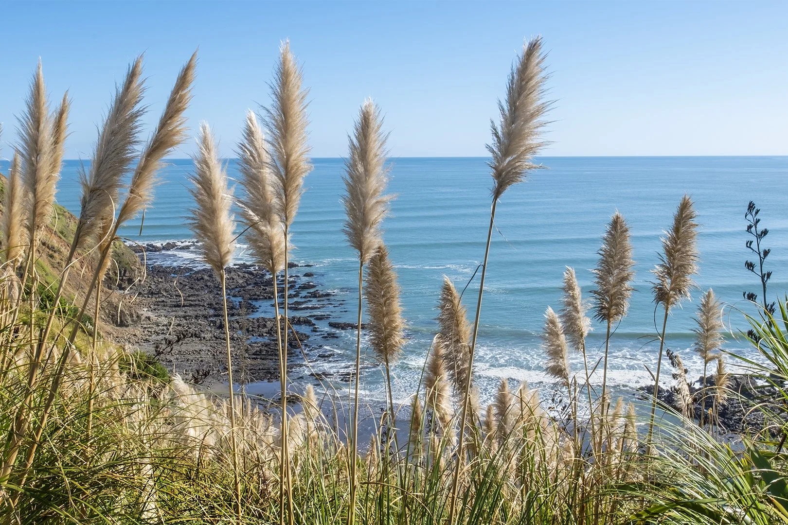 Pampas Grass and Rolling Waves Digital Download