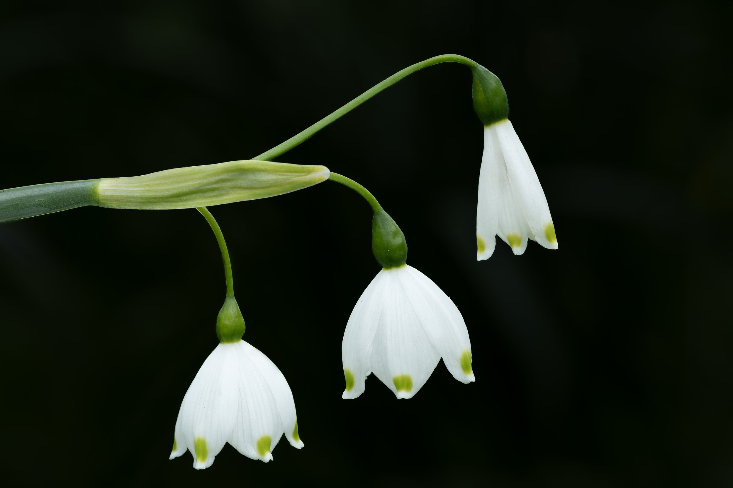 DSCF7500.jpg