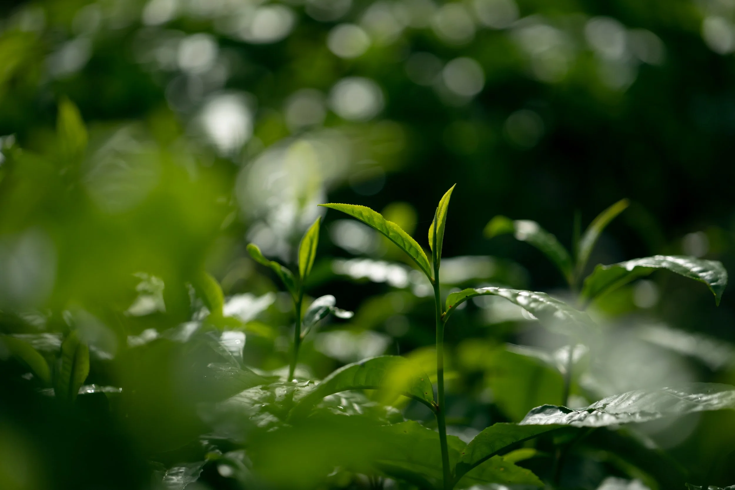 Chalu-Yunnan-Tea-48.jpg