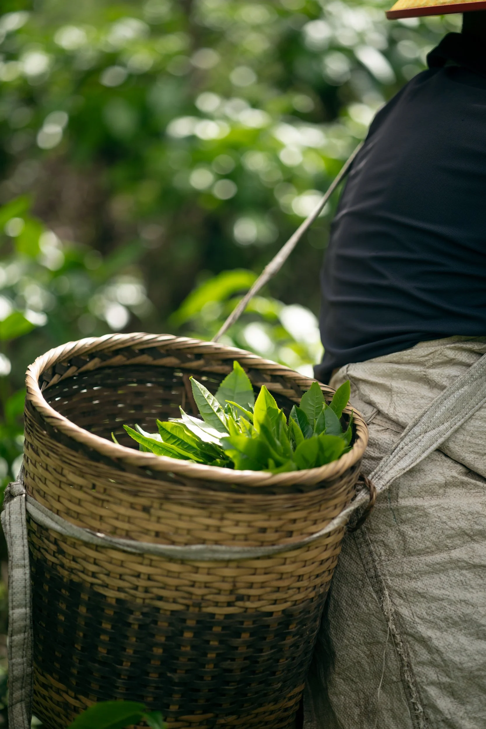 Chalu-Yunnan-Tea-53.jpg