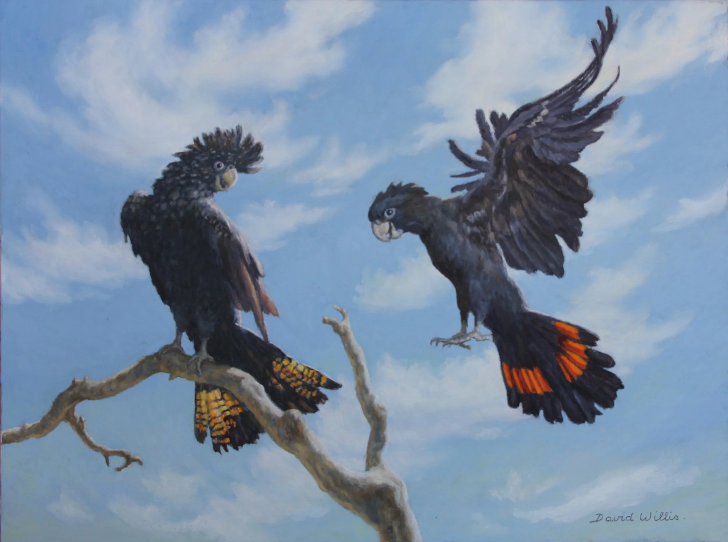 17. Coming into Land- a pair of black cockatoos