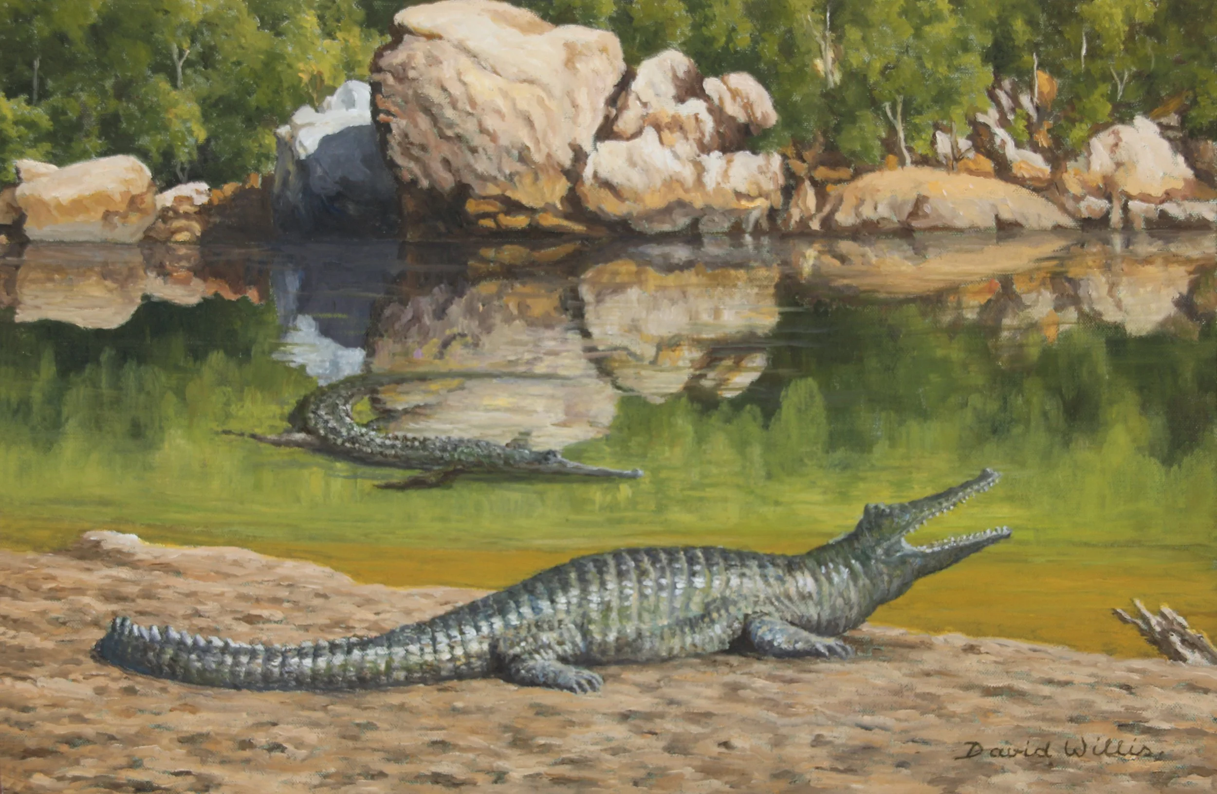 19. Don't get too Close. Freshwater Crocodiles at Windjana
