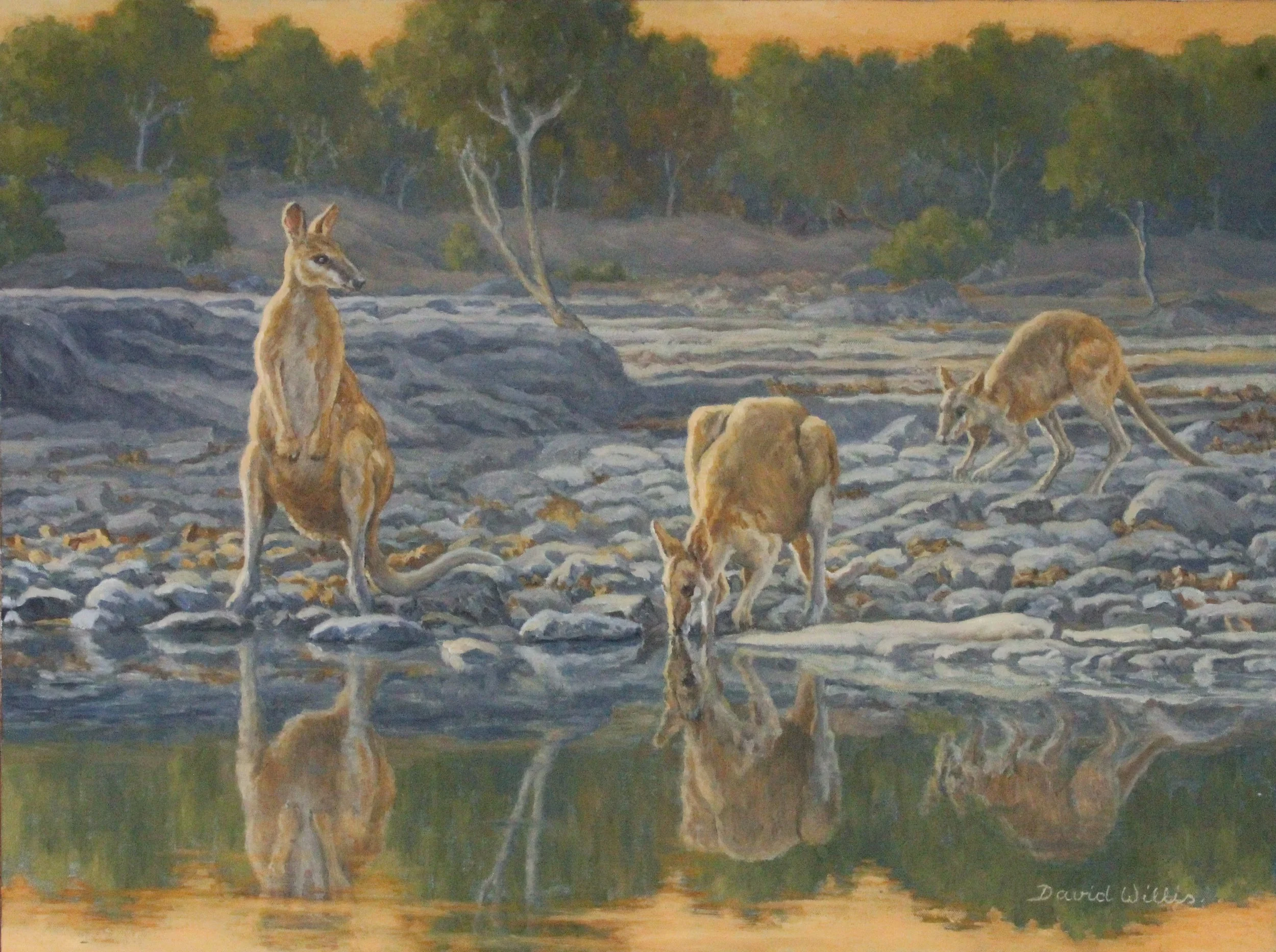 16. Evening Drink- the wallabies come down to drink