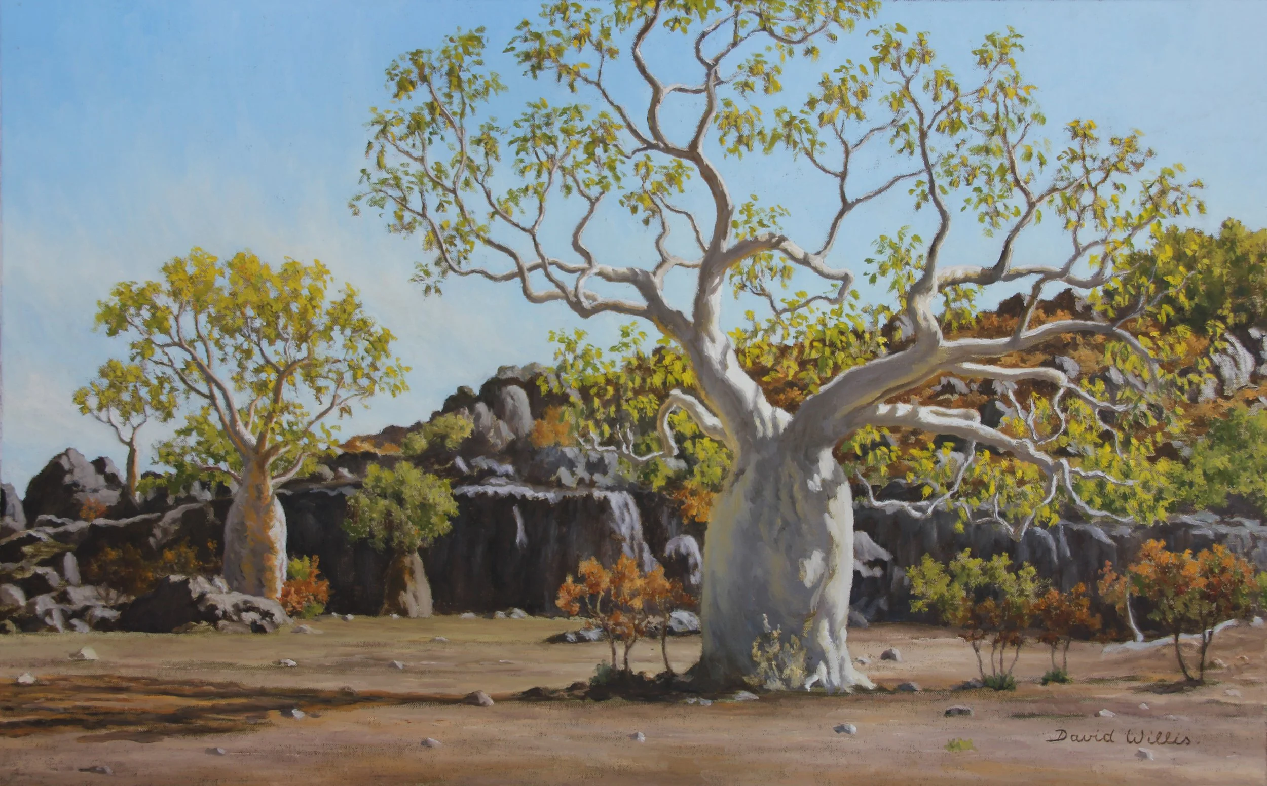 10 Leaves sprouting on Baob treesjpg.jpg