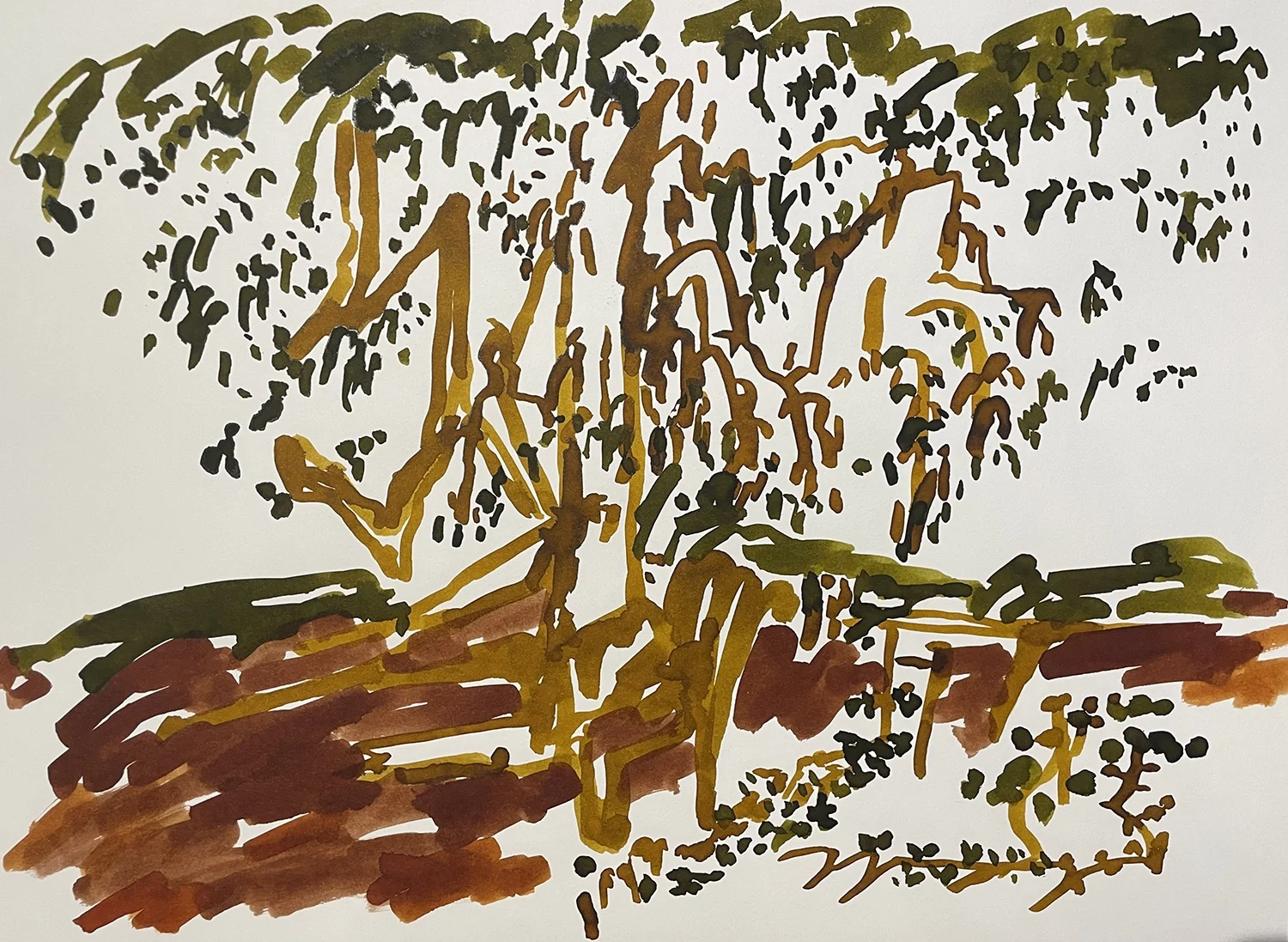 trees at roebuck bay.webp