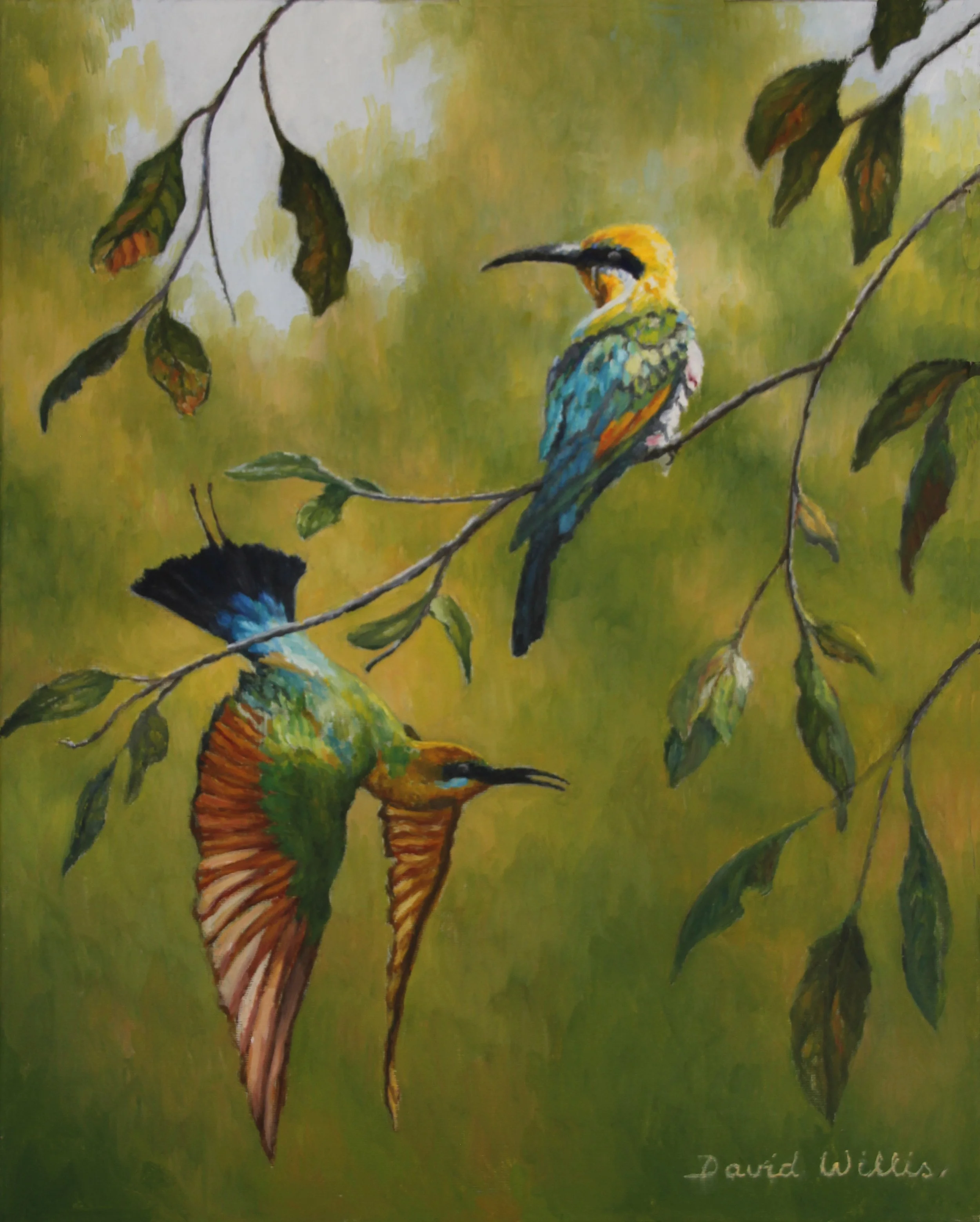 20. Colourful Display. Bee-eaters resting, flying