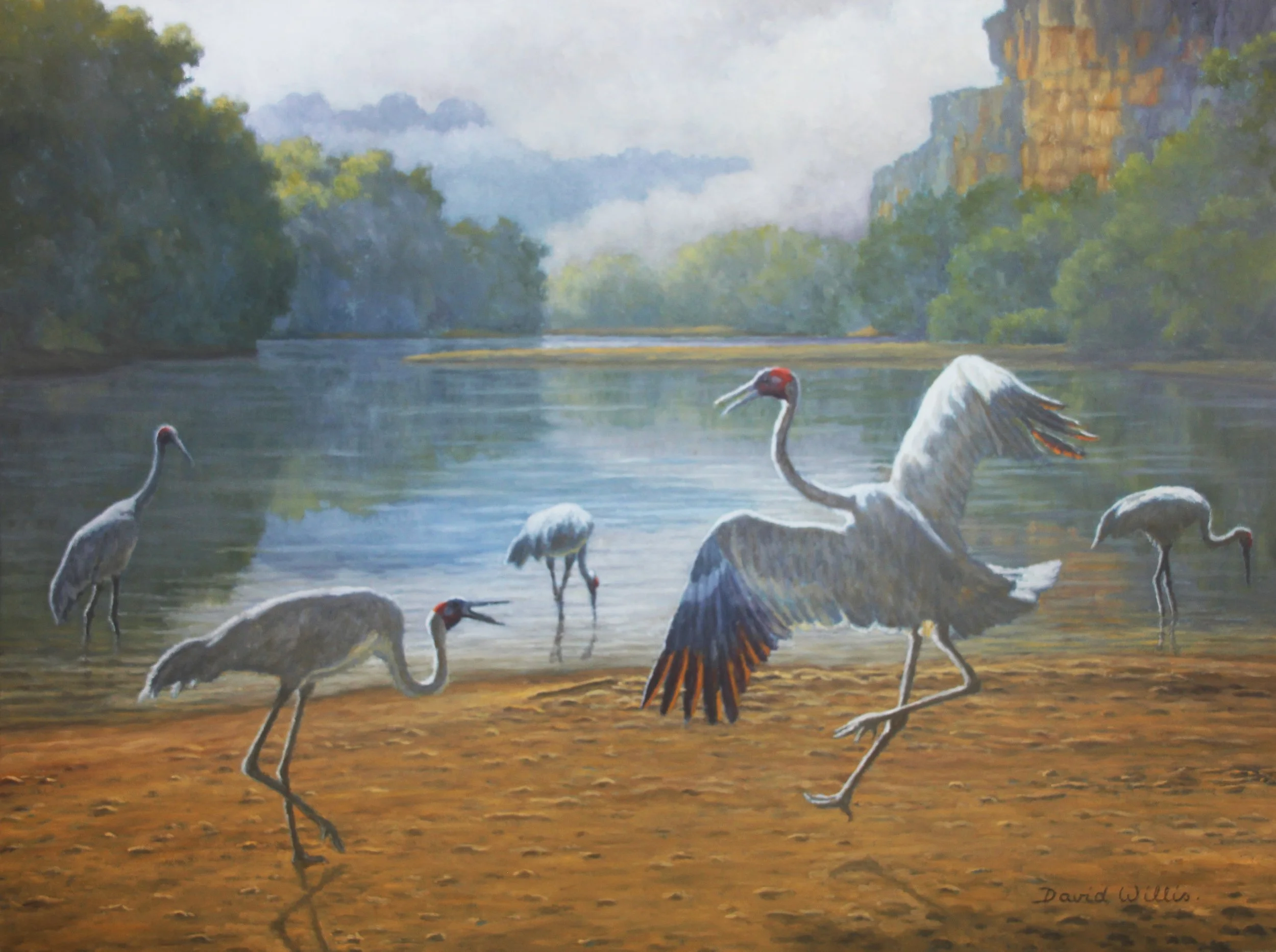 18. A Spirited Display. Brolgas Displaying at Windjana Gorge