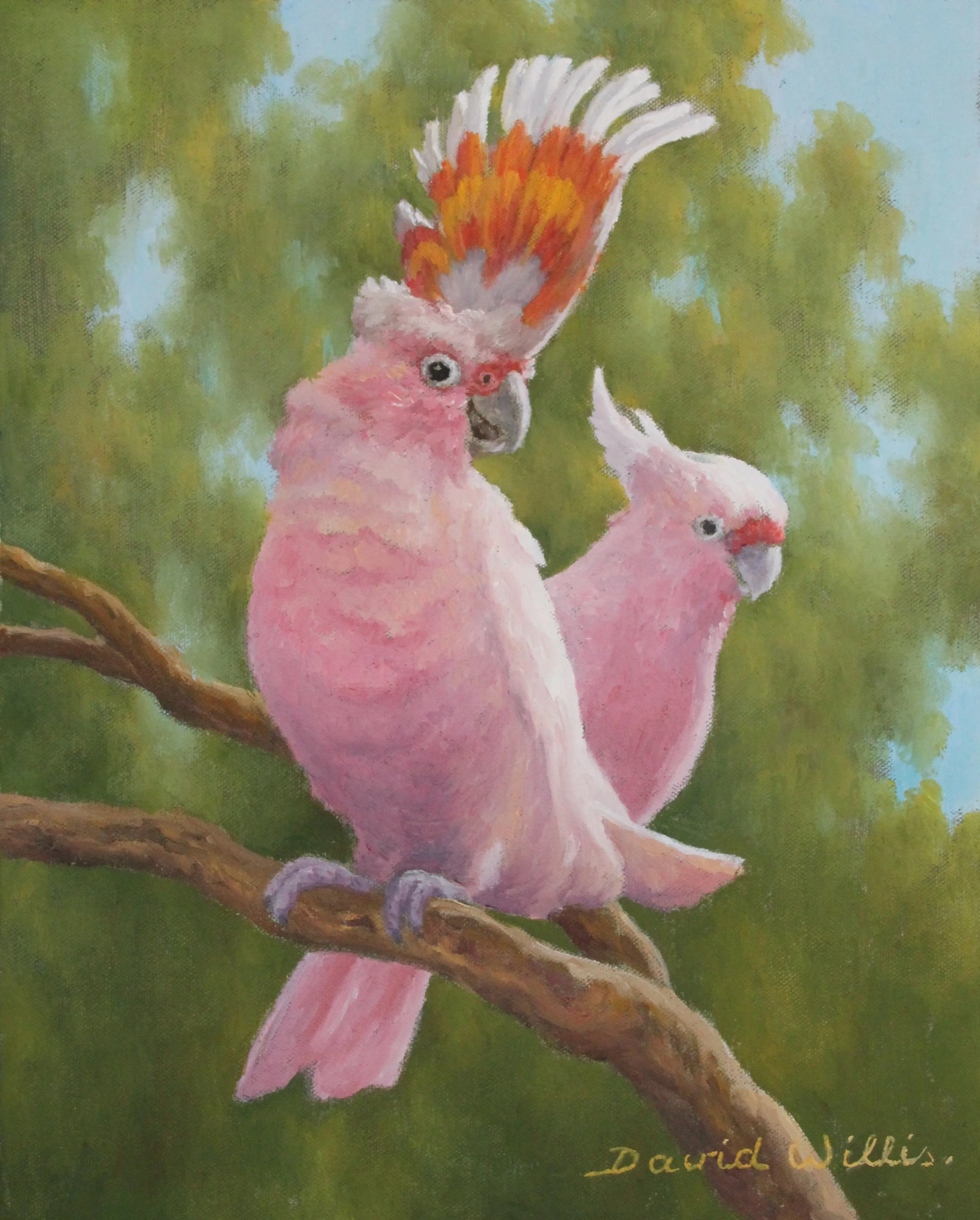 23. A Colourful Pair. Pink Cockatoo displaying its crest.