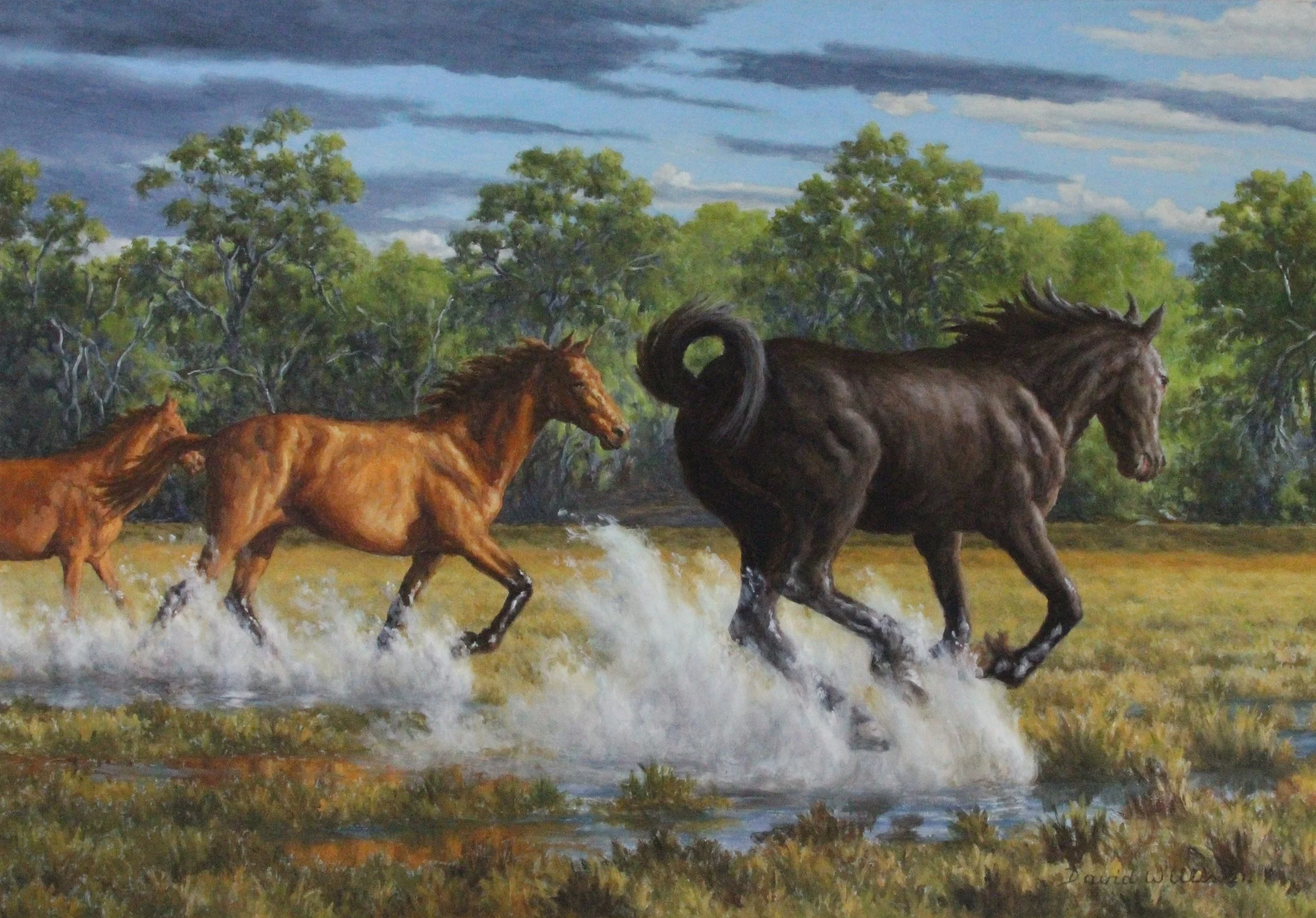 12 Brumbies in the Wet