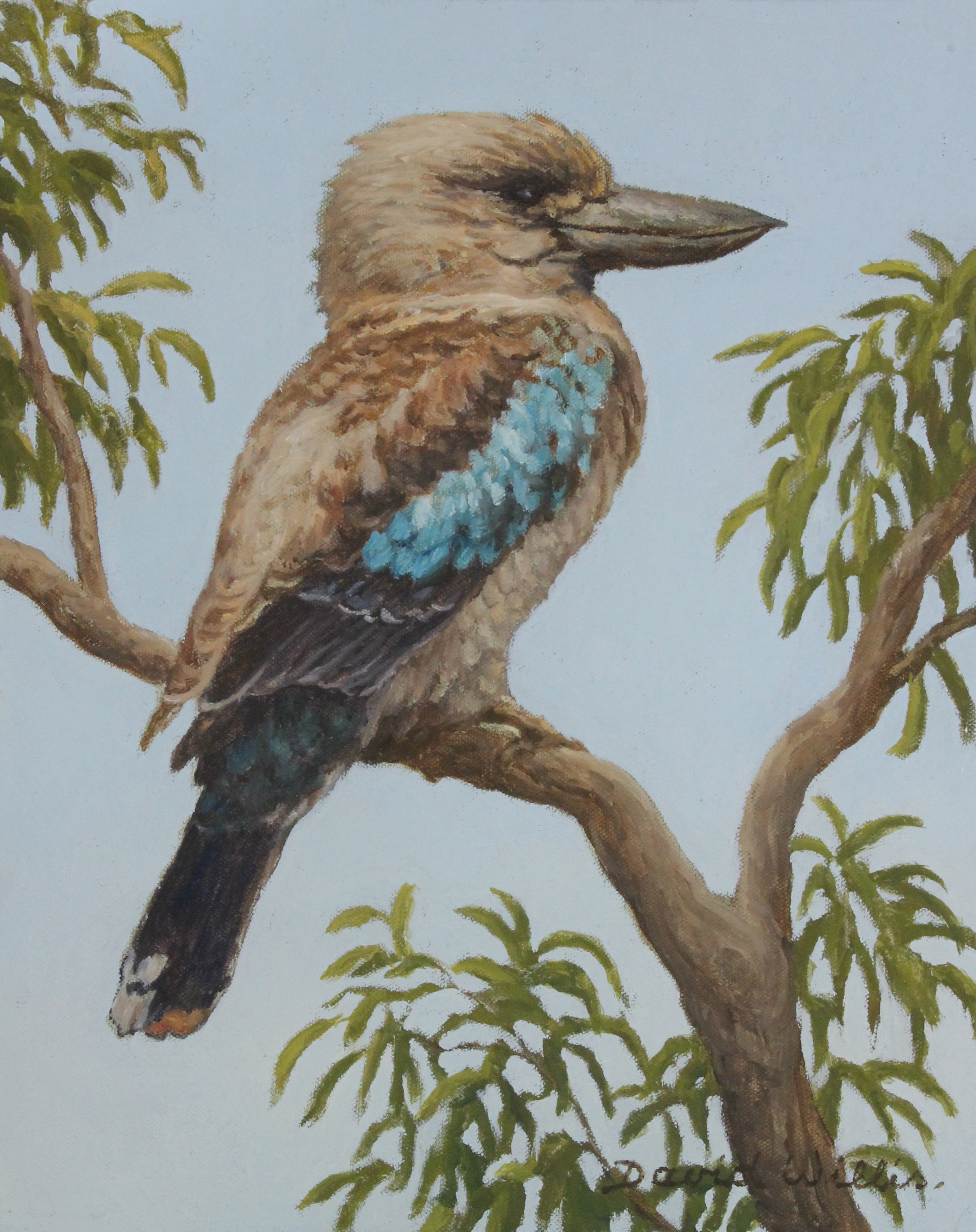 24. Patiently Waiting. Kookaburra on a branch