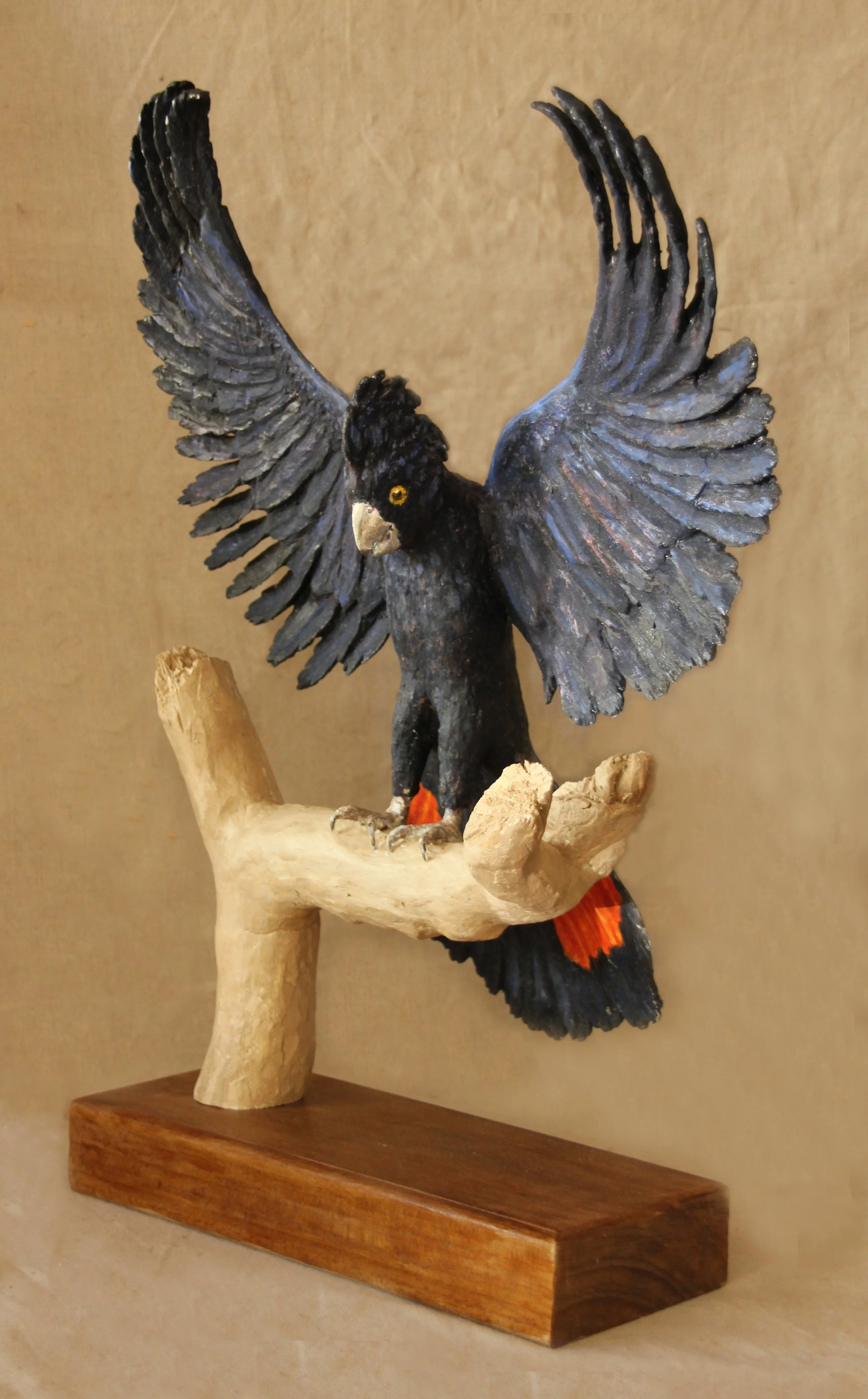 33. Spreading it's Wings. Black Cockatoo landing on branch