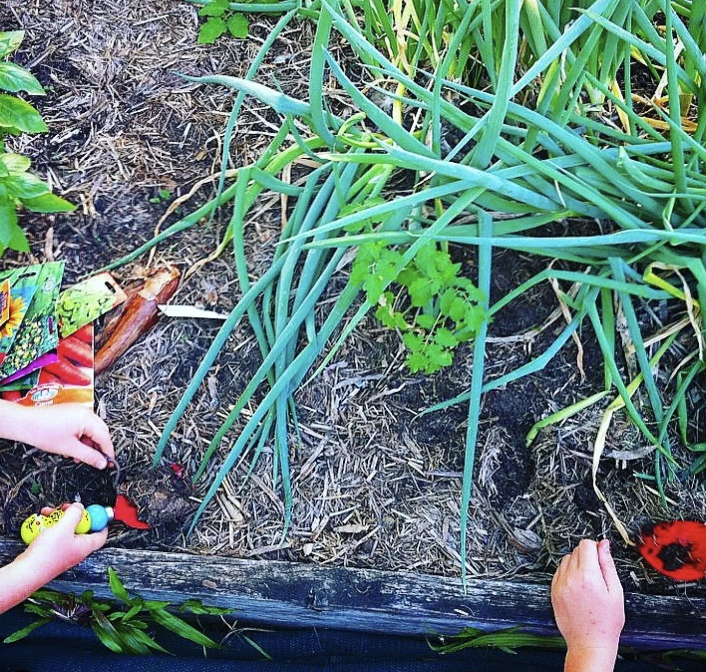 Hands in garden.jpg