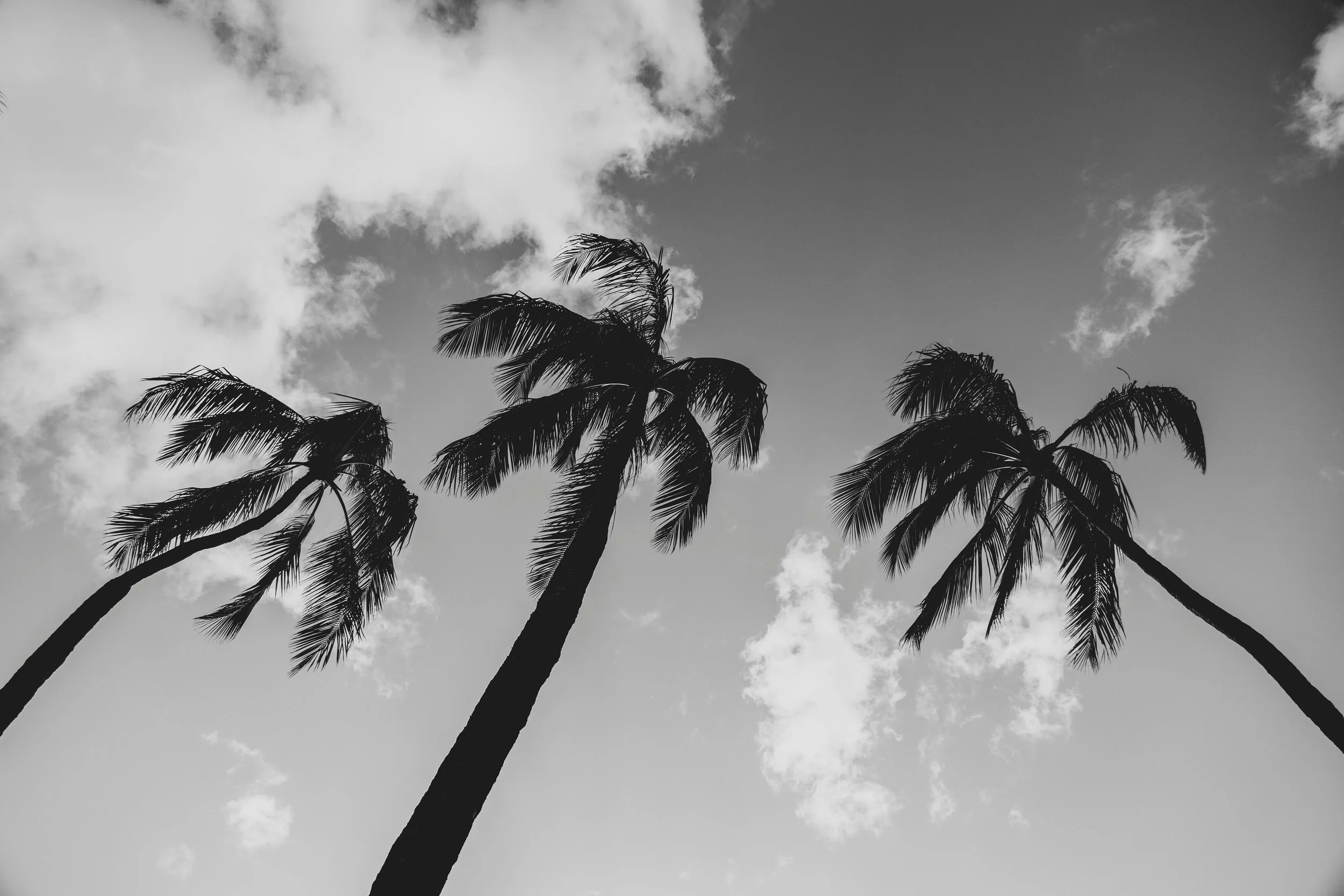 Three palm trees against a cloudy sky, in black and white.