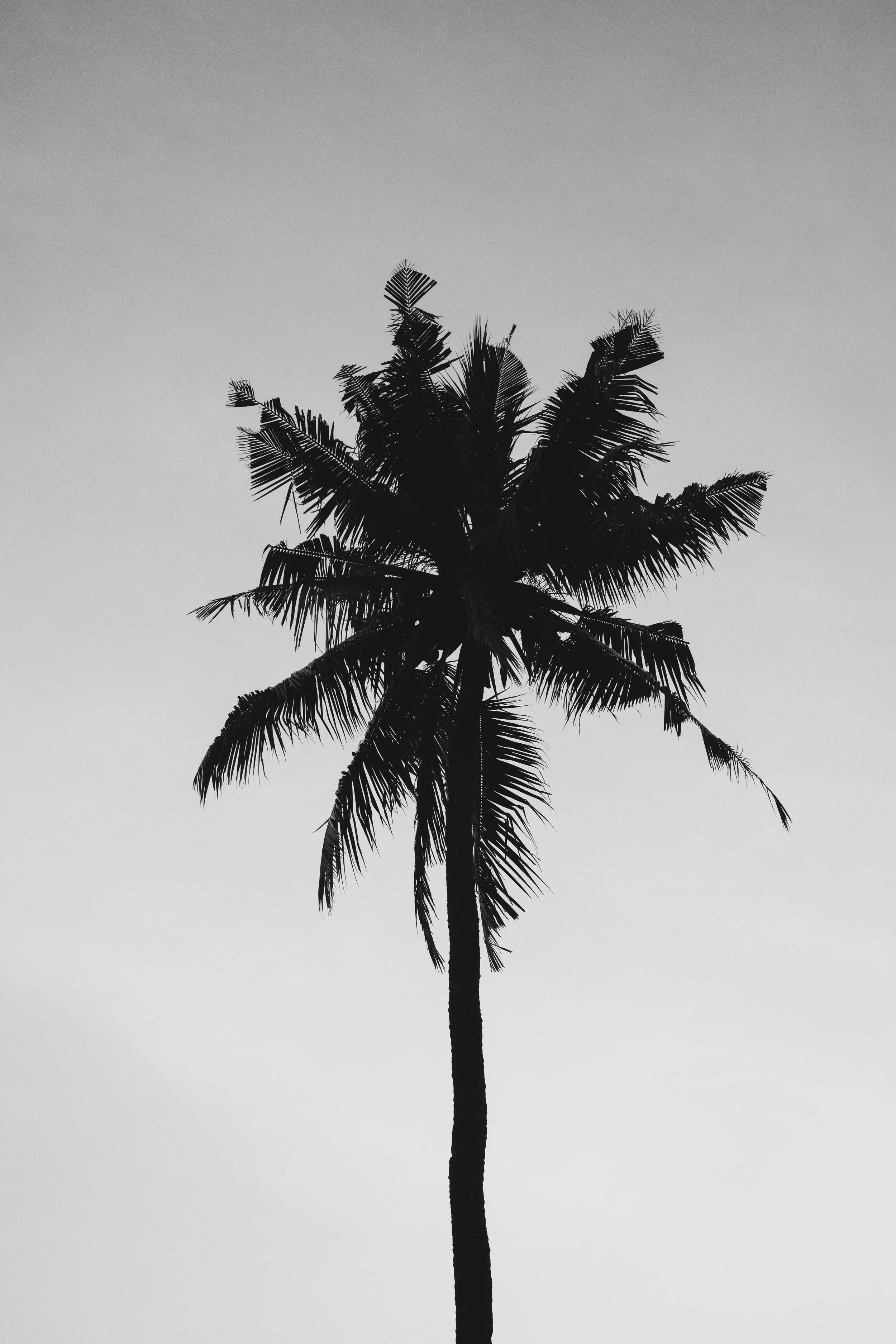 Black and white silhouette of a tall palm tree against a clear sky.