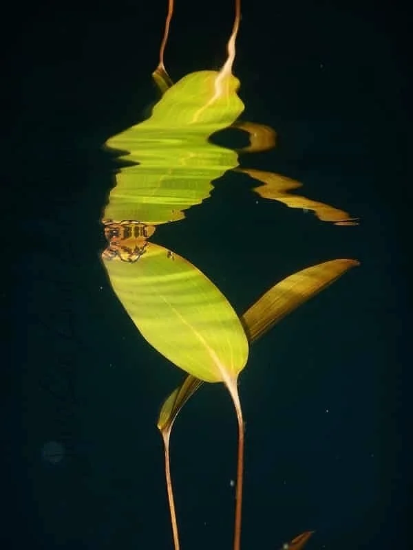 DSCN1481+Leaf+Lit+Green+Watermark.jpg