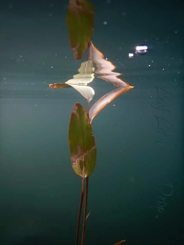 DSCN0774+Leaf+Lit+Water+Drop.jpg