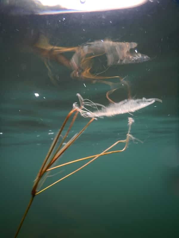 DSCN1302 Beatiful Oops Smaller.jpg