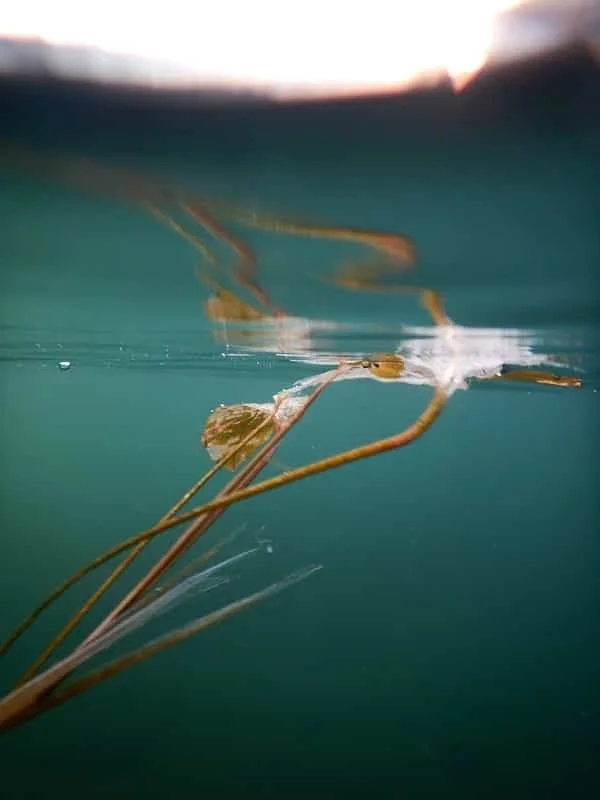 DSCN0747 Beatiful Oops Smalle.jpg