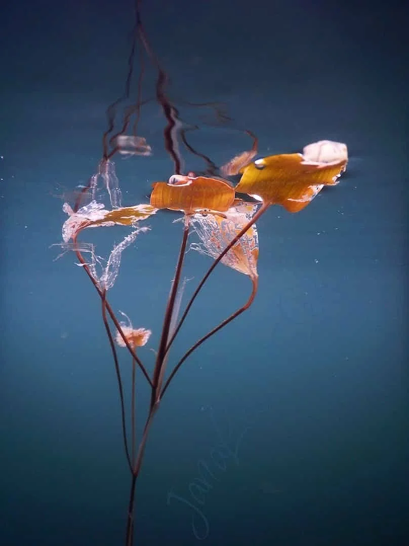 DSCN1567 K Series 4-2-2.jpg