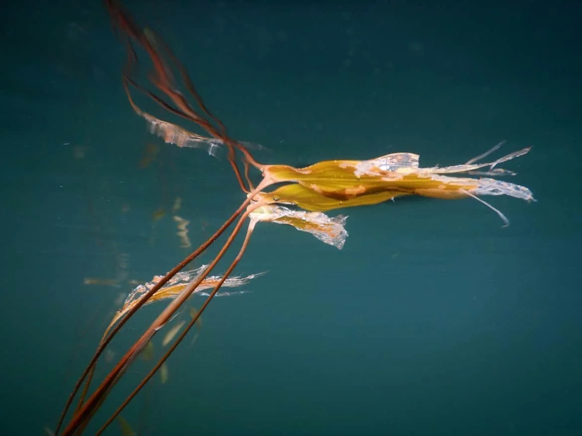 DSCN1390 copy 2 1.jpg