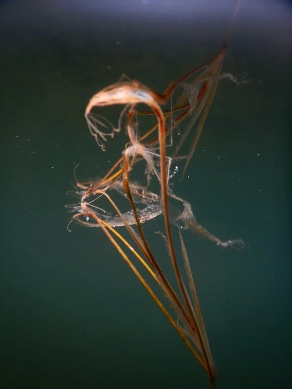 Beatiful Oops Smaller.jpg