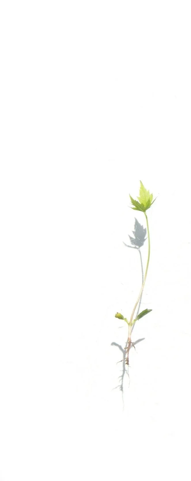 Grow Math