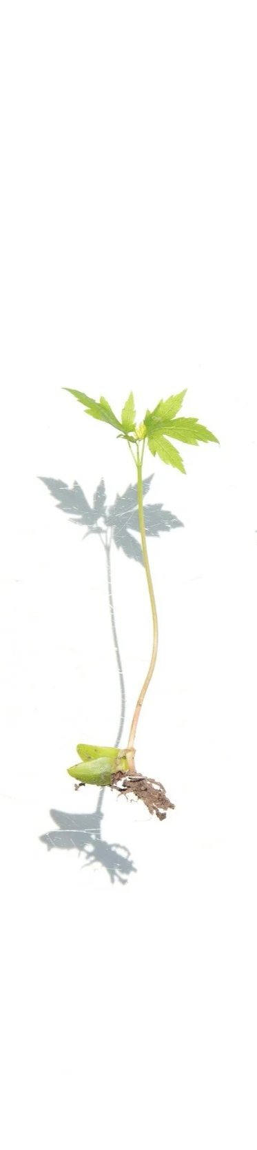 II Grow Math