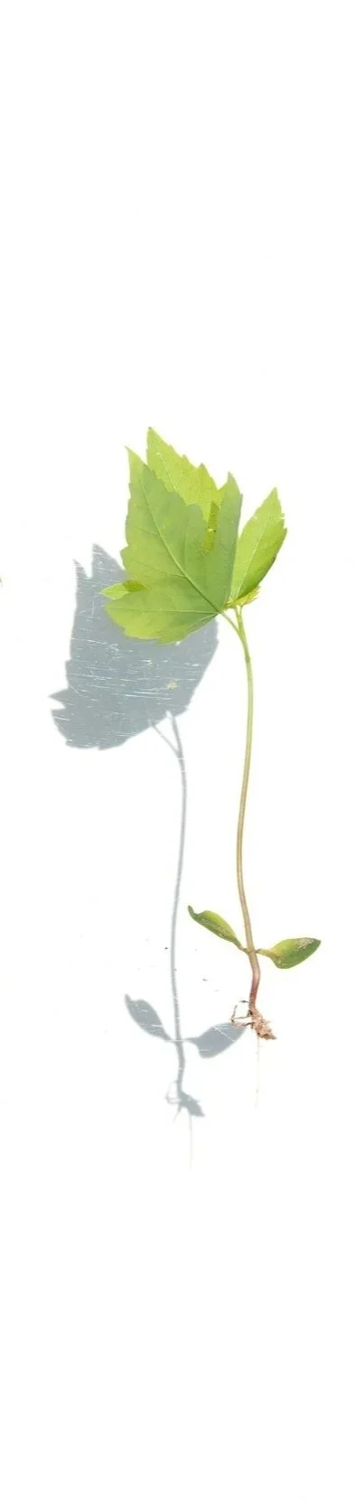 III Grow Math