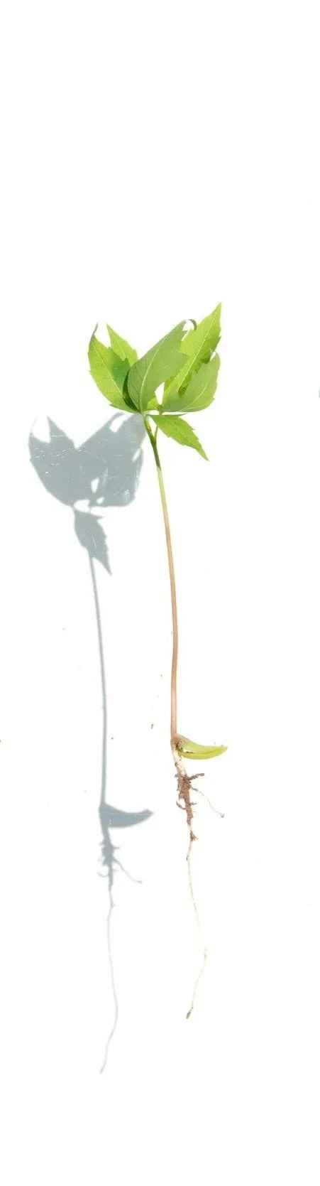 IV Grow Math