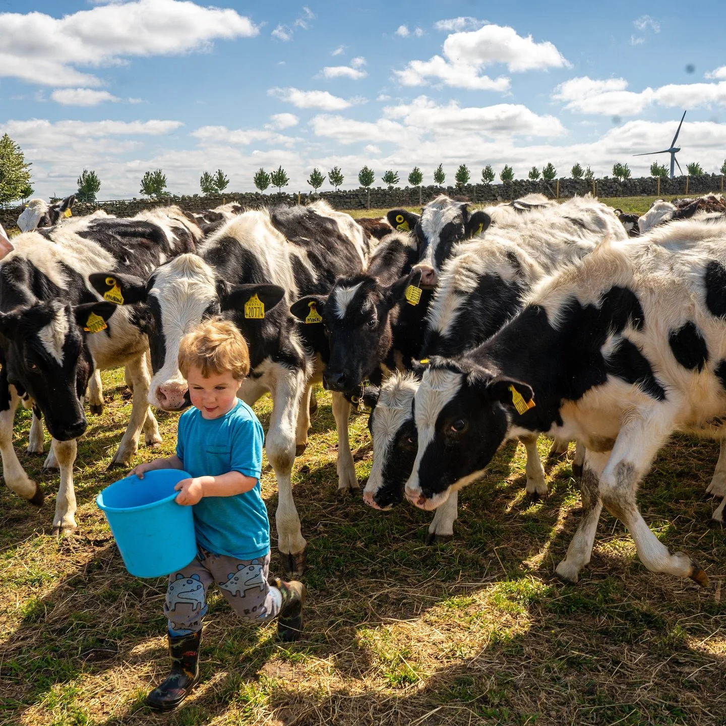 🐄 Life with the cows at Windmill Retreats 🌿
Our resident cows are a big part of daily life on the farm gentle, and always curious about what’s going on around them. Whether they’re grazing in the fields or wandering over to say hello,