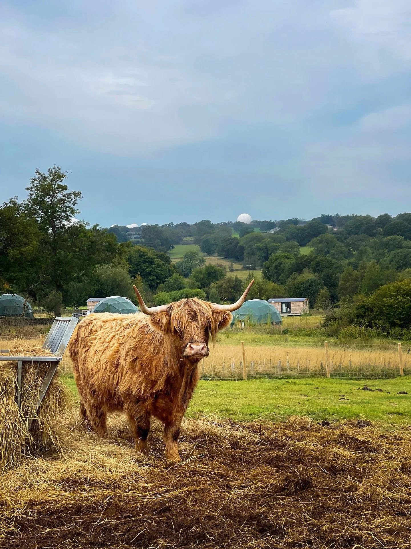 🐮 Big things are coming to Windmill Retreats… 👀
Our Highland cow experiences have been incredibly popular this year thank you 💛, and let’s just say… we’ve been busy behind the scenes getting ready for something new.
Sta