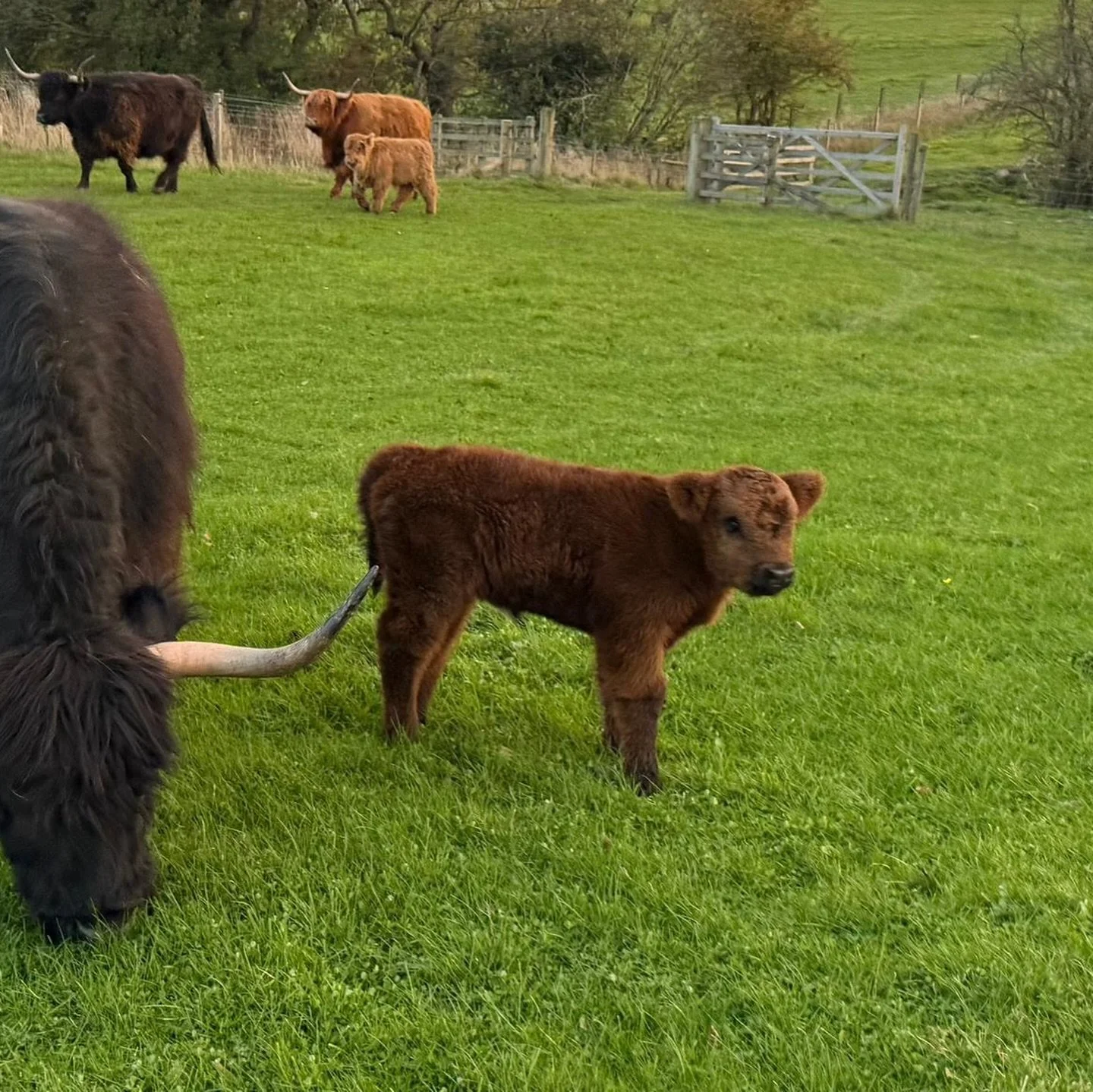 We are so excited to announce&hellip; We have a new highland calf joining the Windmill Retreats Family very soon🐮

Do you have a name suggestion? Comment it below 👇
