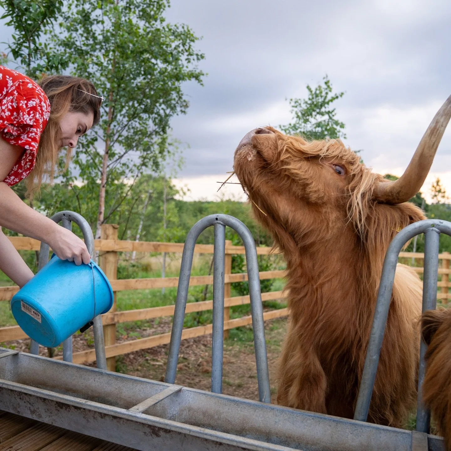 Looking for the perfect Christmas present for a Highland cow lover? 🐮🎄A Highland Afternoon Tea voucher at Windmill Retreats is the dream gift!

What to expect:
&bull; Meet our handsome boys Angus, Red &amp; Bruno up close
&bull; Feed and groom them
